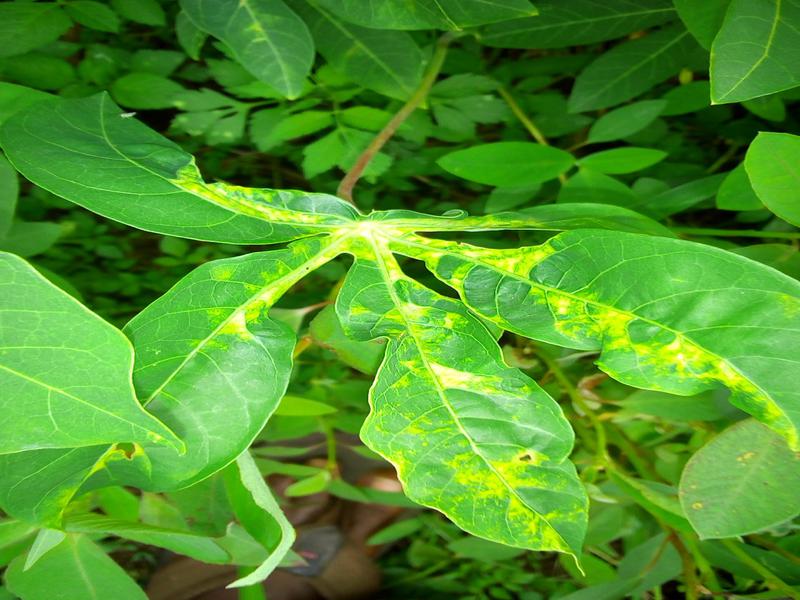 Cassava Disease Detection